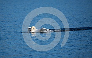 Beautiful majestic mute swan diving