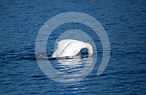 Beautiful majestic mute swan diving