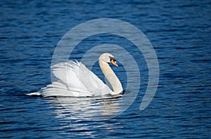 Beautiful majestic mute swan swimming