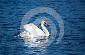 Beautiful majestic mute swan swimming