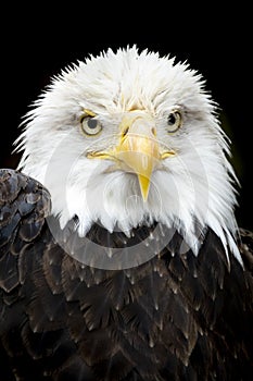 Beautiful, majestic portrait of an American Bald Eagle