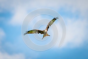 Beautiful majestic red kite bird with opened wings