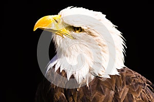 Beautiful majestic white tailed eagle as portraits serious