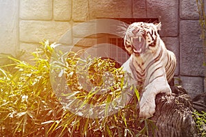 Beautiful and majestic white tiger growls