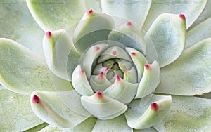 Beautiful makro photo of an Aloe cactus plant photo