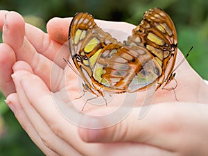 Beautiful Malachite butterflies in child's hands. Siproeta stele