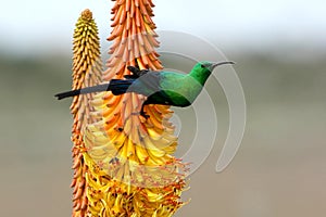 Beautiful Malachite Sunbird