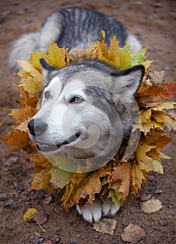 A beautiful malamute with a necklace of maple leaves; an autumn celebration