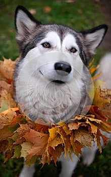 A beautiful malamute with a necklace of maple leaves; an autumn celebration