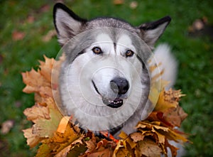 A beautiful malamute with a necklace of maple leaves; an autumn celebration