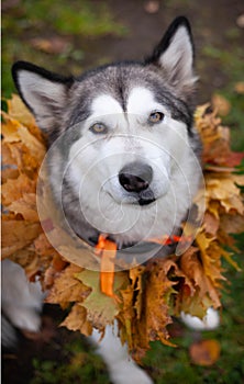 A beautiful malamute with a necklace of maple leaves; an autumn celebration