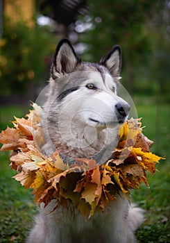 A beautiful malamute with a necklace of maple leaves; an autumn celebration