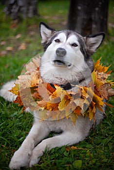 A beautiful malamute with a necklace of maple leaves; an autumn celebration