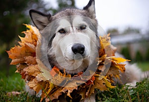 A beautiful malamute with a necklace of maple leaves; an autumn celebration