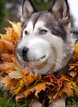 A beautiful malamute with a necklace of maple leaves; an autumn celebration