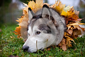 A beautiful malamute with a necklace of maple leaves; an autumn celebration