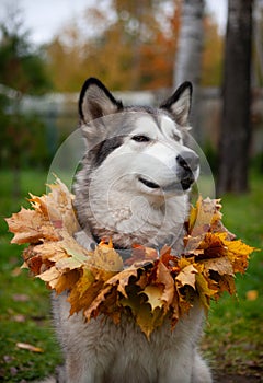 A beautiful malamute with a necklace of maple leaves; an autumn celebration