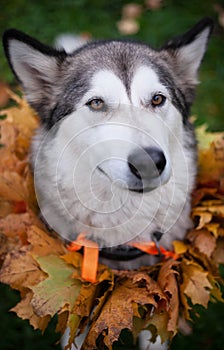 A beautiful malamute with a necklace of maple leaves; an autumn celebration