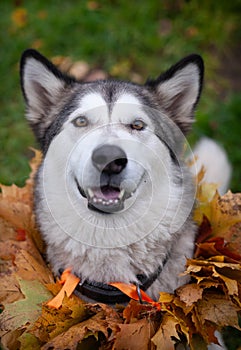 A beautiful malamute with a necklace of maple leaves; an autumn celebration