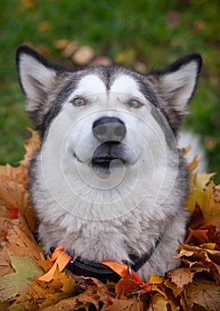 A beautiful malamute with a necklace of maple leaves; an autumn celebration