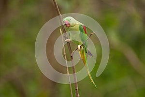 Beautiful male Alexandrine Parakeet Psittacula eupatria.