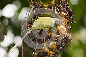 Beautiful male Alexandrine Parakeet Psittacula eupatria.