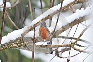 Beautiful male American Robin out in the snow trying to find a meal