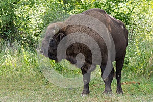 A Beautiful Male Aurochs (European Bison) from a Romanian Sanctuary