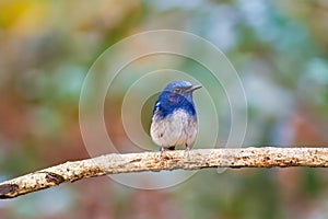 Beautiful male bird of Hainan Blue Flycatcher (Cyornis concreta