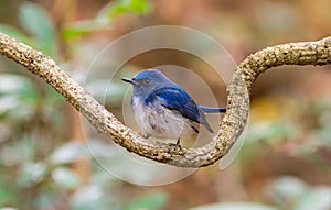 Beautiful male bird of Hainan Blue Flycatcher (Cyornis concreta