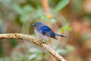 Beautiful male bird of Hainan Blue Flycatcher (Cyornis concreta