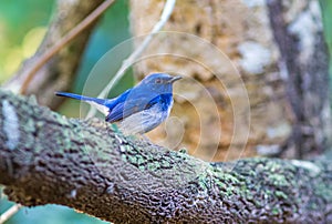 Beautiful male bird of Hainan Blue Flycatcher Cyornis concreta on branch in Doi inthanon Chiangmai. Thailand