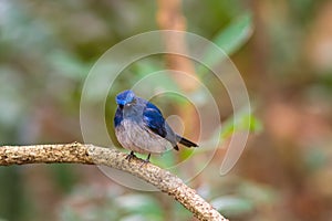 Beautiful male bird of Hainan Blue Flycatcher (Cyornis concreta) on branch in Doi inthanon Chiangmai. Thailand