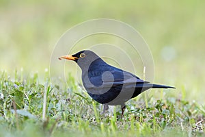 beautiful male blackbird on green lawn