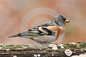 Beautiful male brambling Fringilla montifringilla