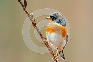 Beautiful male brambling Fringilla montifringilla