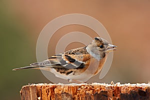 Beautiful male brambling Fringilla montifringilla