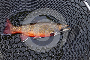 Beautiful male brook trout in spawning colors full length in a landing net photo