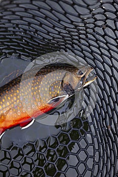 Beautiful male brook trout in spawning colors in a landing net vertical view