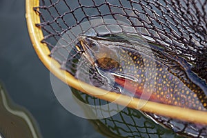 Beautiful male brook trout in spawning colors in vintage wooden net