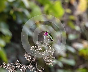 Beautiful Male Bumblebee Hummingbird Atthis heloisa Perched on Branches in Jalisco, Mexico