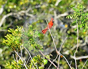 A beautiful male cardinal poses at the top of a tree in the Greenway