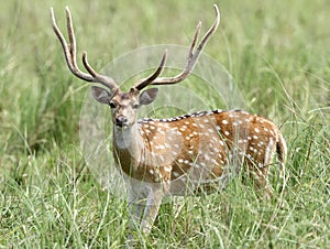 Beautiful male cheetal deer in the grassland of Dhikala