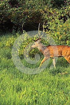 Beautiful male chital deer or spotted deer axis axis grazing in the grassland of bandipur national park, karnataka, india