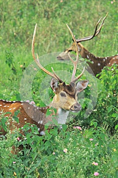 Beautiful male chital deer or spotted deer axis axis grazing in the grassland of bandipur national park, karnataka, india