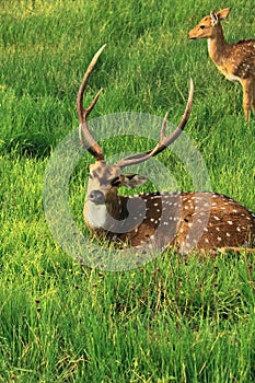 Beautiful male chital deer or spotted deer axis axis grazing in the grassland of bandipur national park, karnataka, india