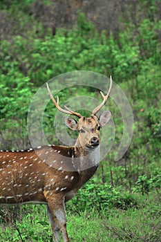 Beautiful male chital deer or spotted deer axis axis grazing in the grassland of bandipur national park, karnataka, india