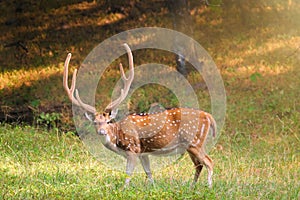Beautiful male chital or spotted deer in Ranthambore National Park, Rajasthan, India