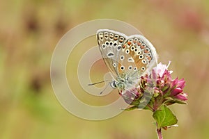 A beautiful male Common Blue Butterfly Polyommatus icarus perched on a flower.