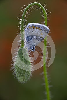 Beautiful Male Common Blue Butterfly Polyommatus icarus on a red poppy flower bud in field of poppies